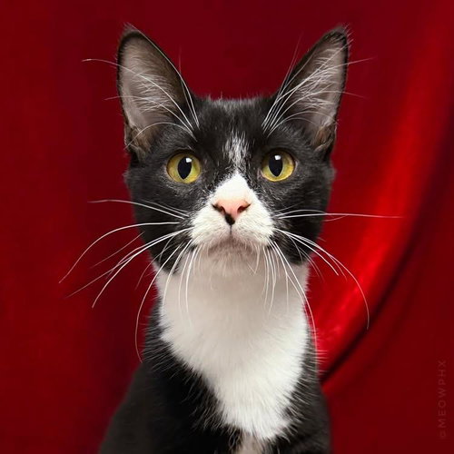 Big Boss, Domestic Short Hair / Tuxedo / Mixed