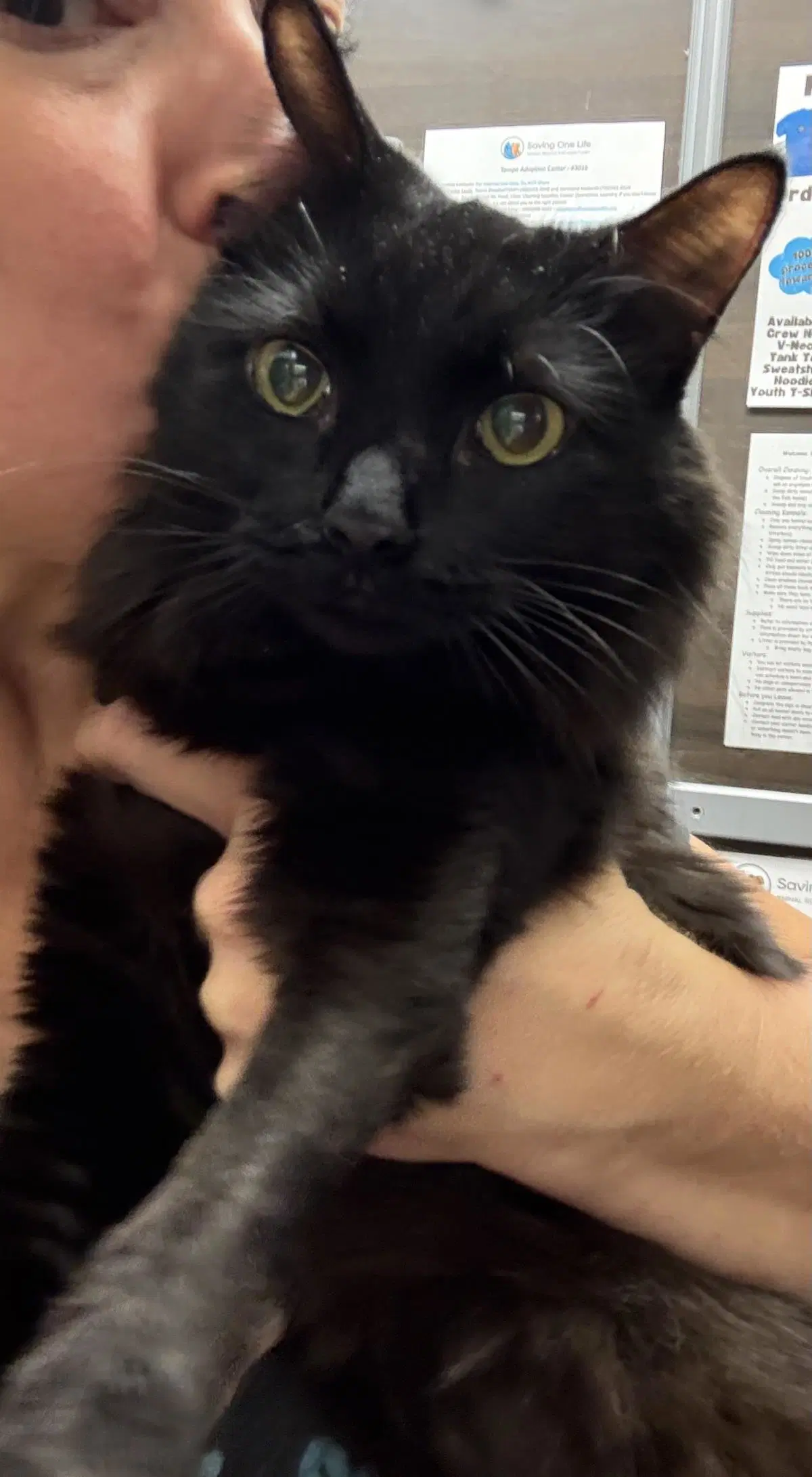 Fluffy Deleone - Domestic Medium Hair