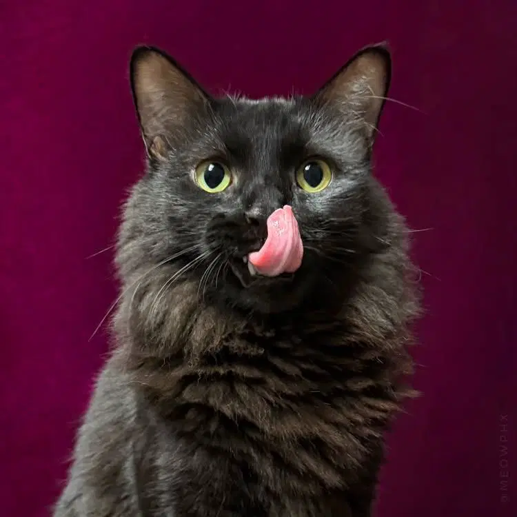 Fluffy Deleone - Domestic Medium Hair