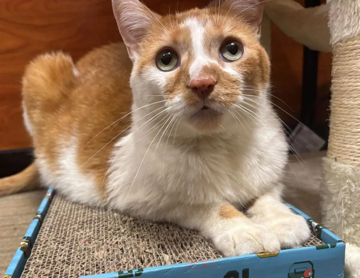 Jasper Pines - Domestic Short Hair