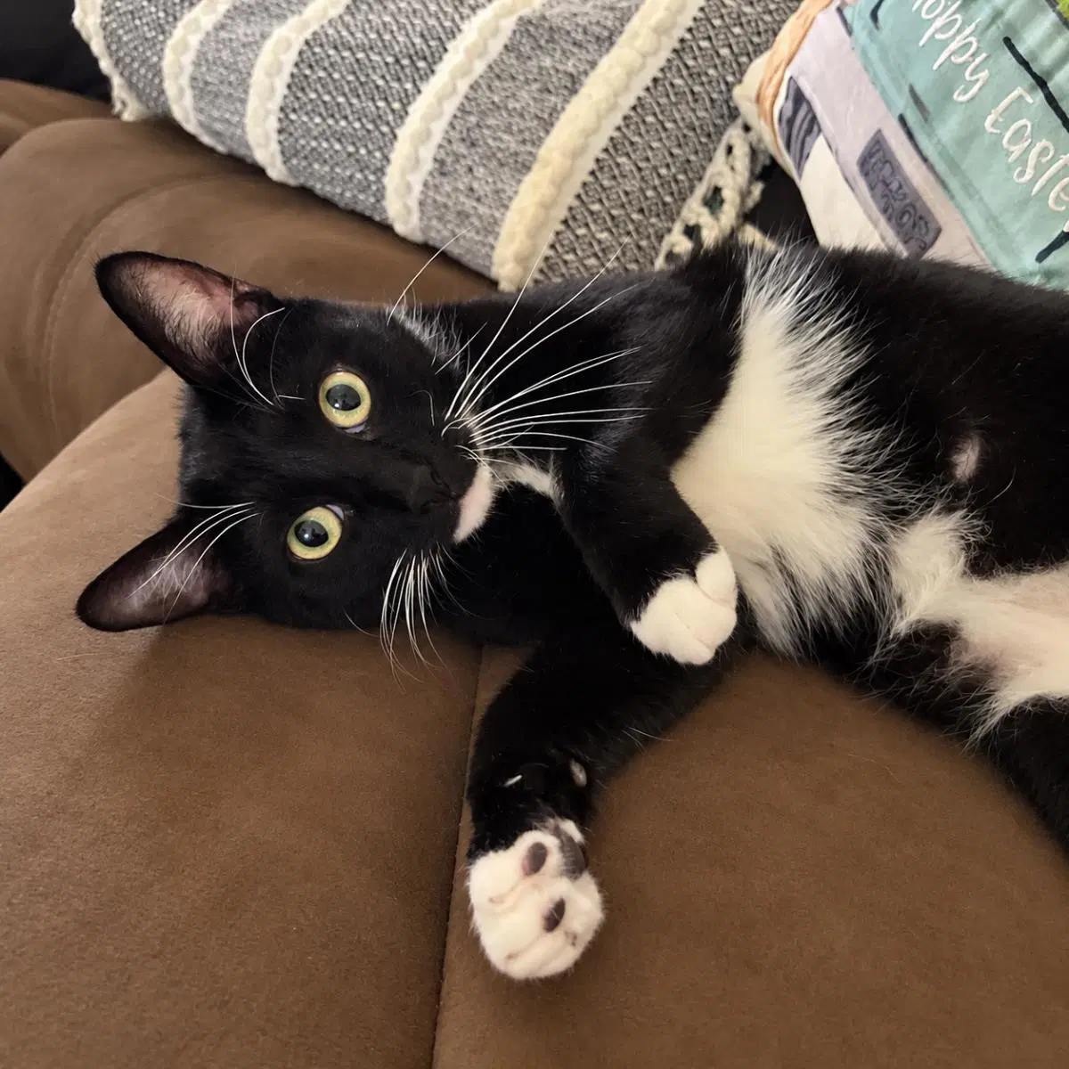 Felix Finch - Domestic Short Hair