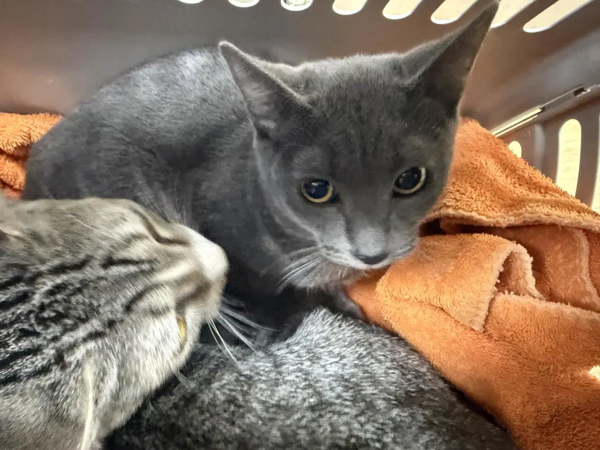 Meredith Grey - Domestic Short Hair