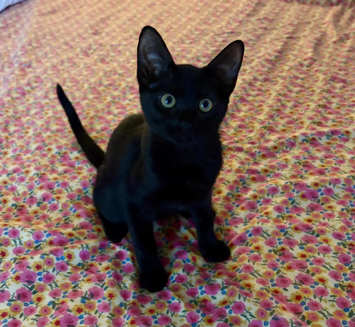 Spooky Jay - Domestic Short Hair