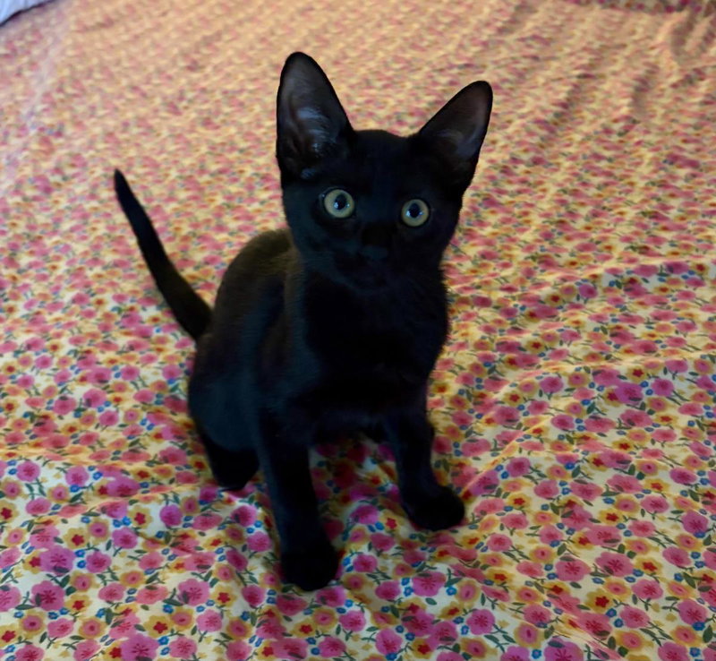 Spooky Jay, a female kitten up for adoption
