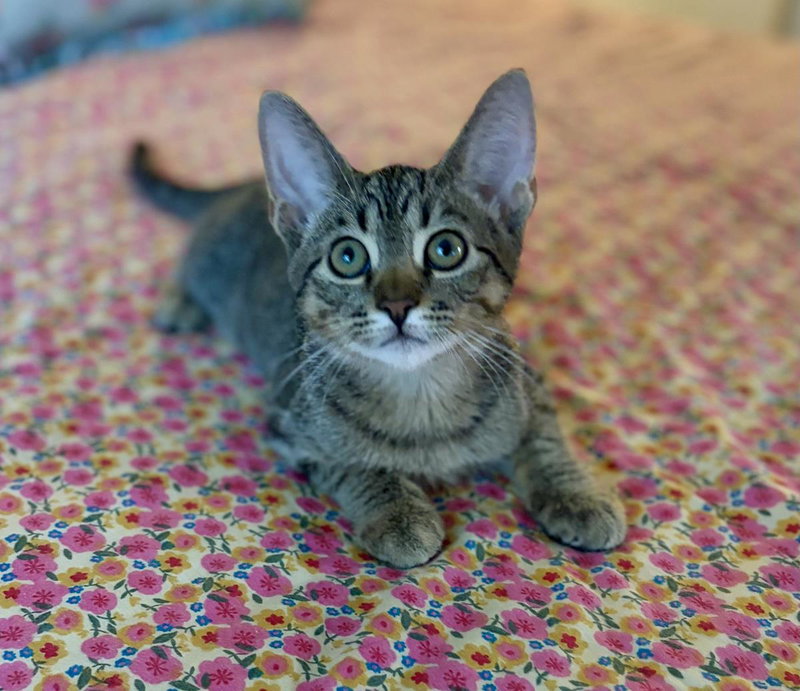 Badboy Jay, a male kitten up for adoption