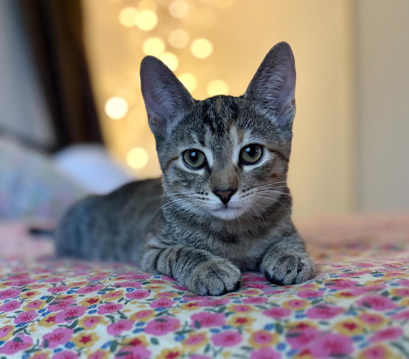 Greta Jay, a female kitten up for adoption