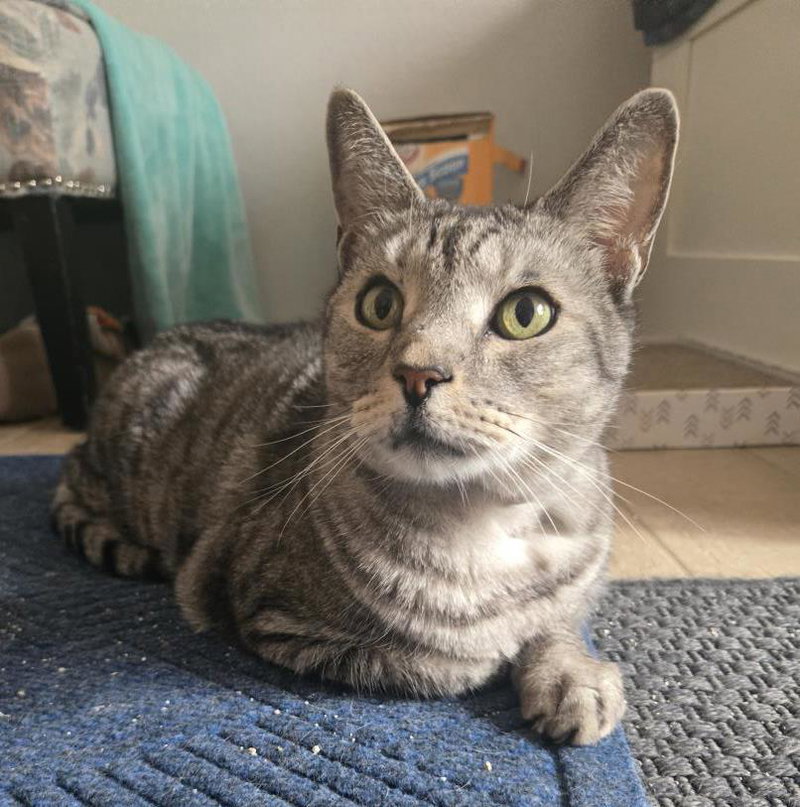 Ghatto Braveheart, an adult male cat up for adoption