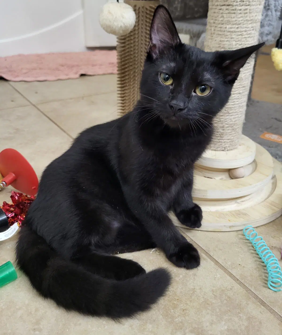 Sifuri Nambari - Domestic Short Hair