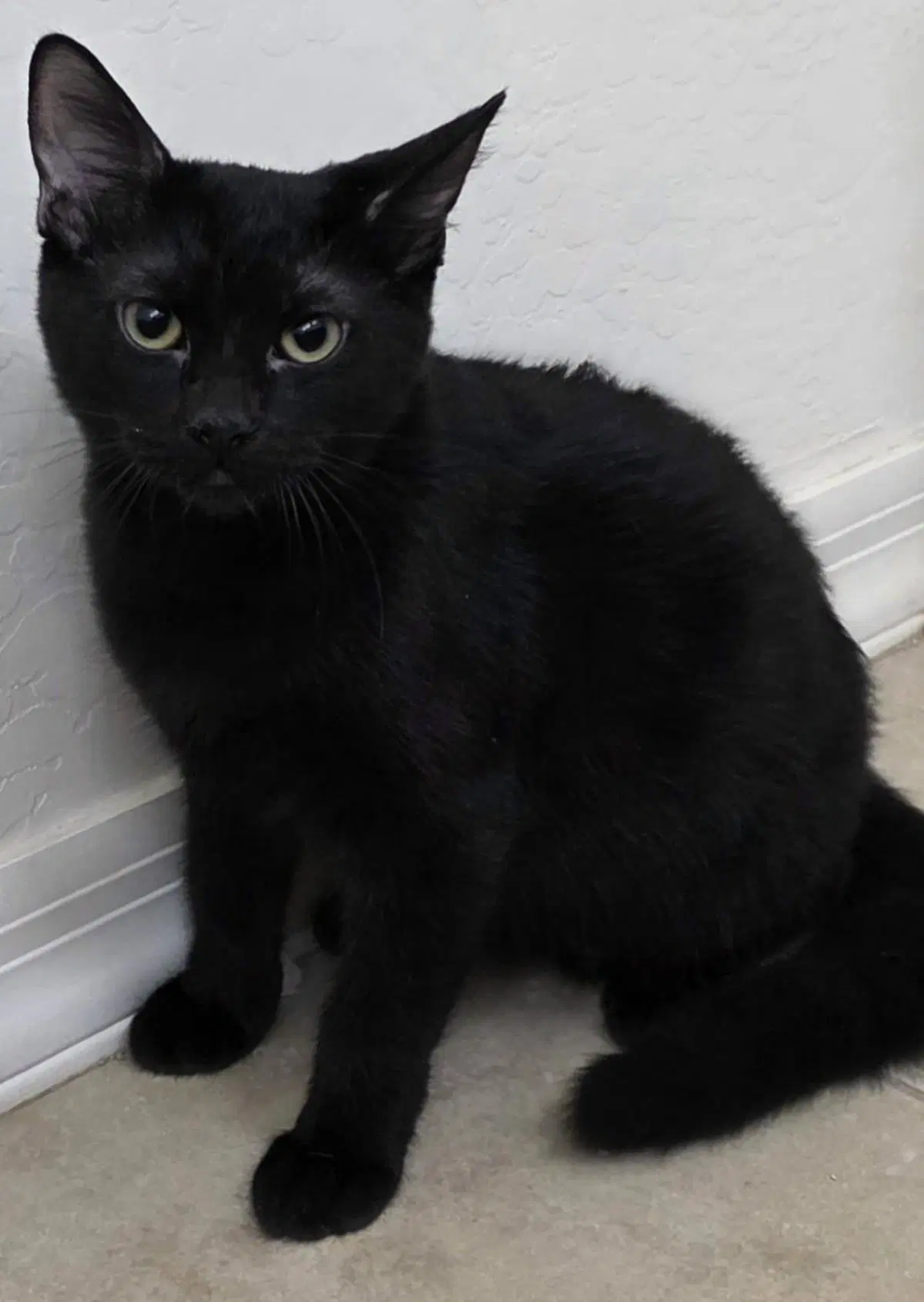 Sifuri Nambari - Domestic Short Hair