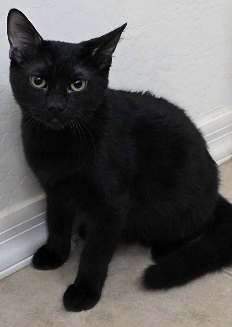 Sifuri Nambari, a male kitten up for adoption
