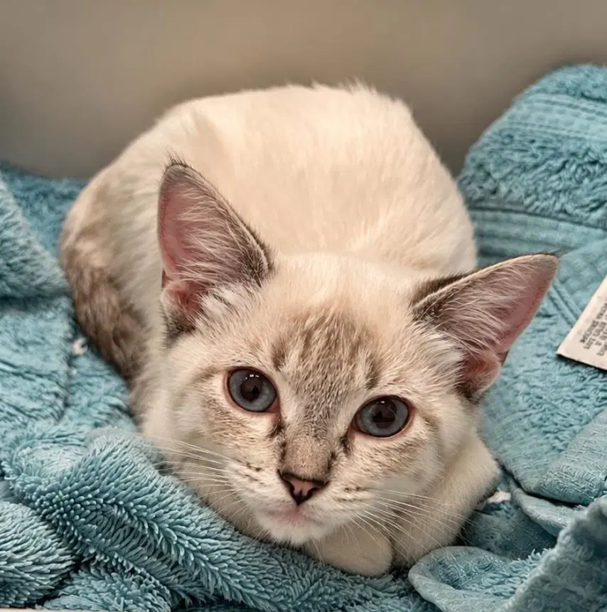 Beignet Bakery - Domestic Short Hair