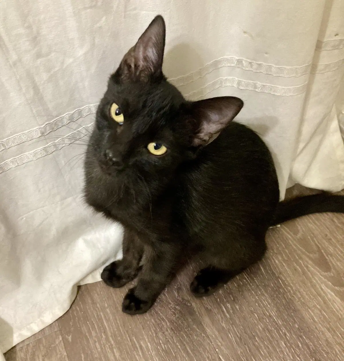 Tiger Moongleam - Domestic Short Hair
