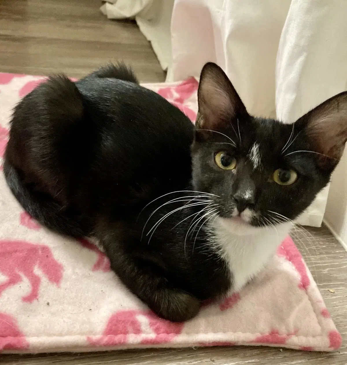 Bug Moongleam - Domestic Short Hair