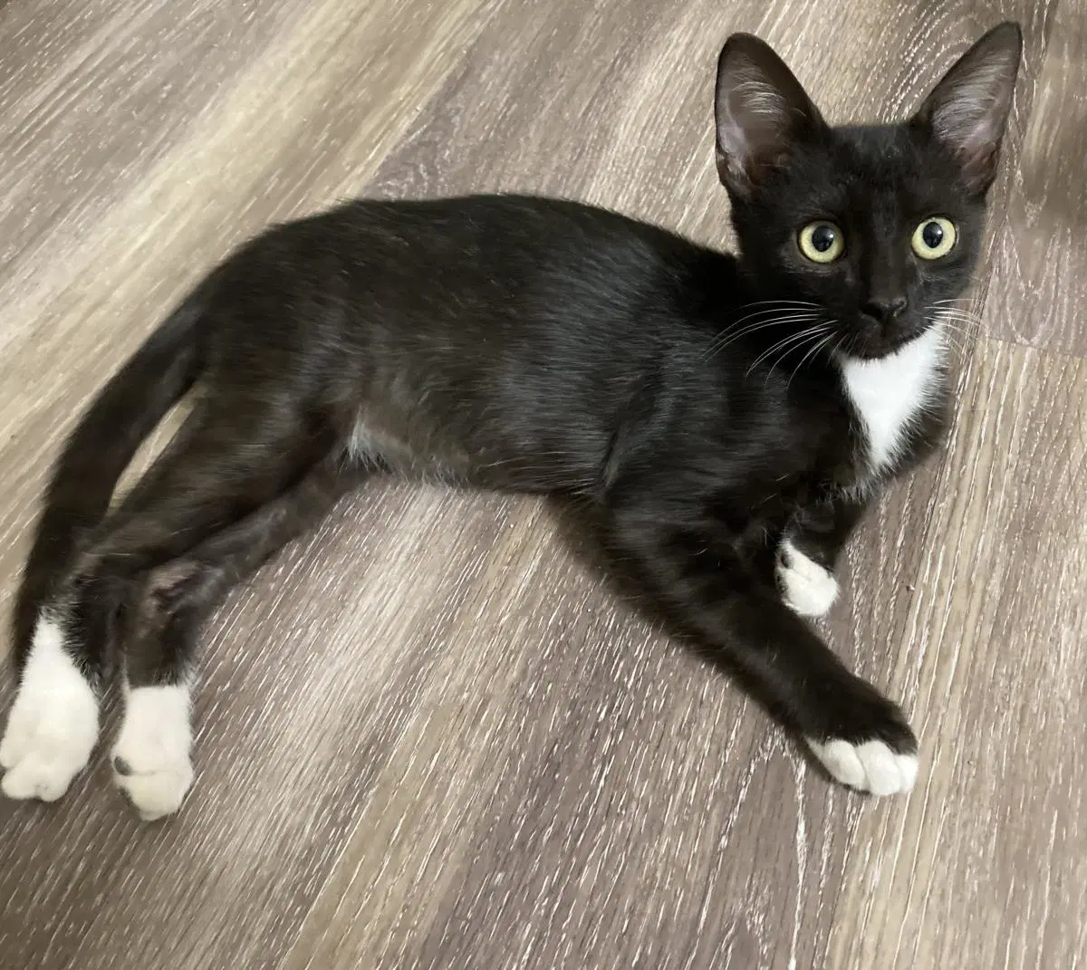 Bean Moongleam - Domestic Short Hair