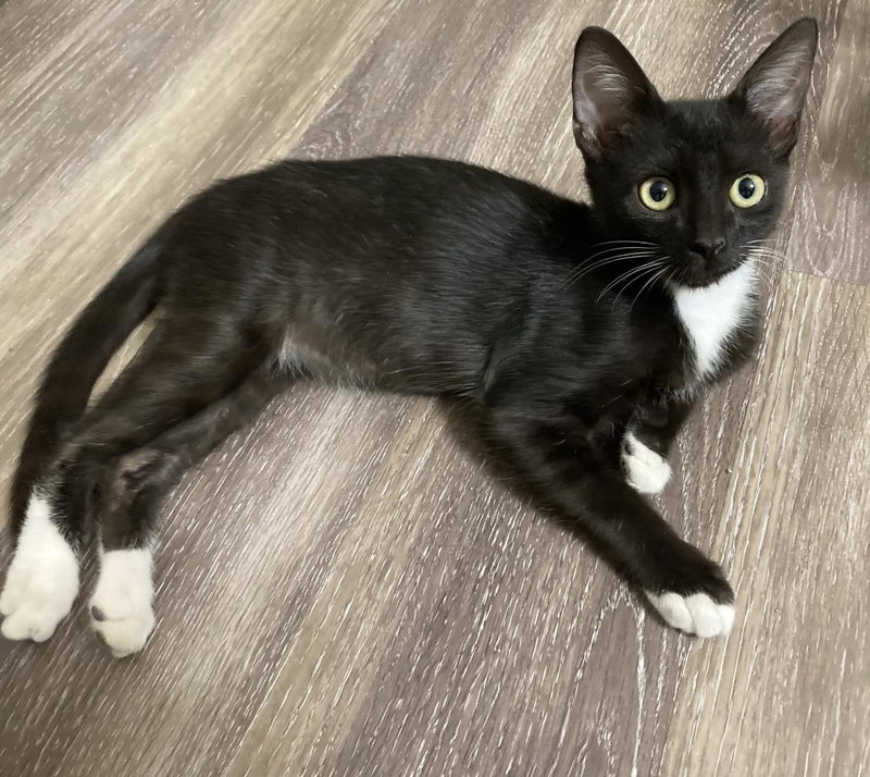 Bean Moongleam, a male kitten up for adoption