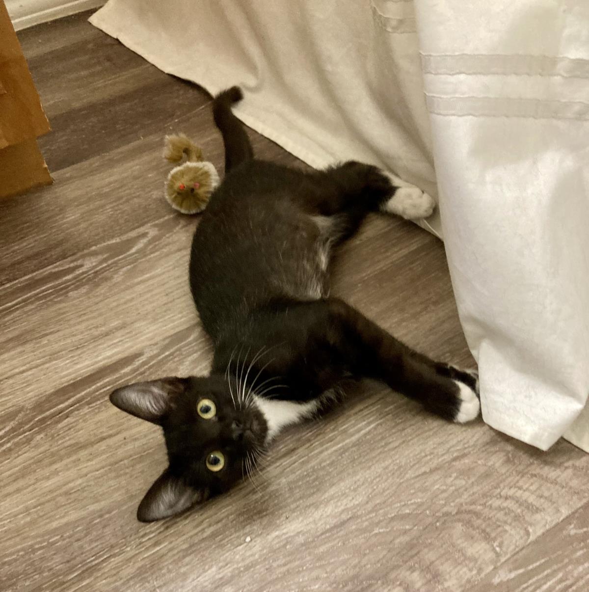 Photo of Bean Moongleam