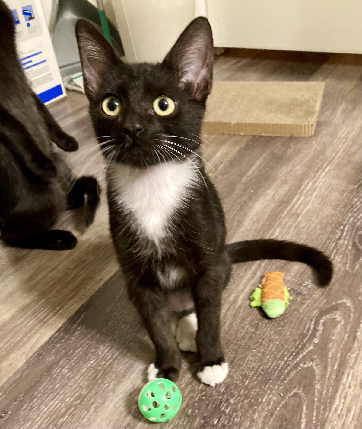 Photo of Bean Moongleam