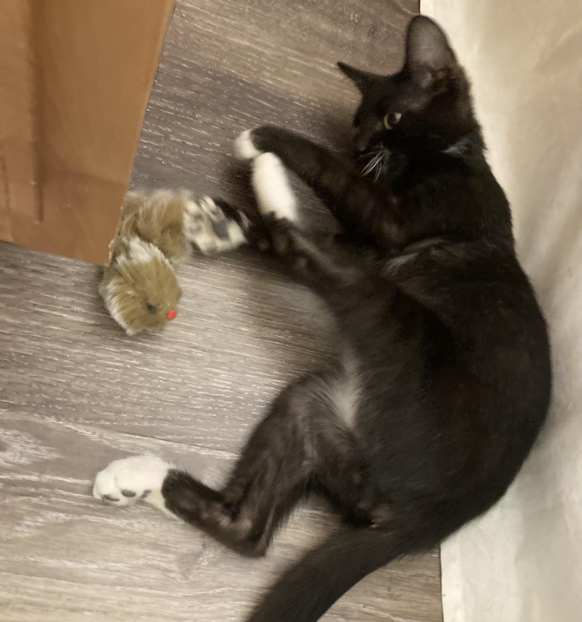 Photo of Bean Moongleam