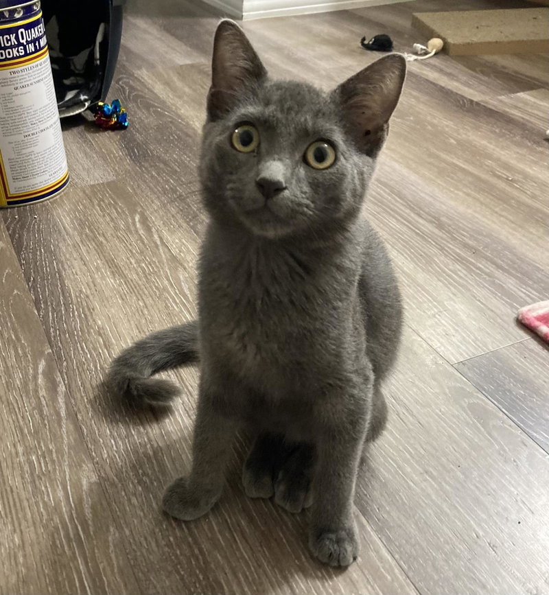 Bagel Moongleam, a male kitten up for adoption