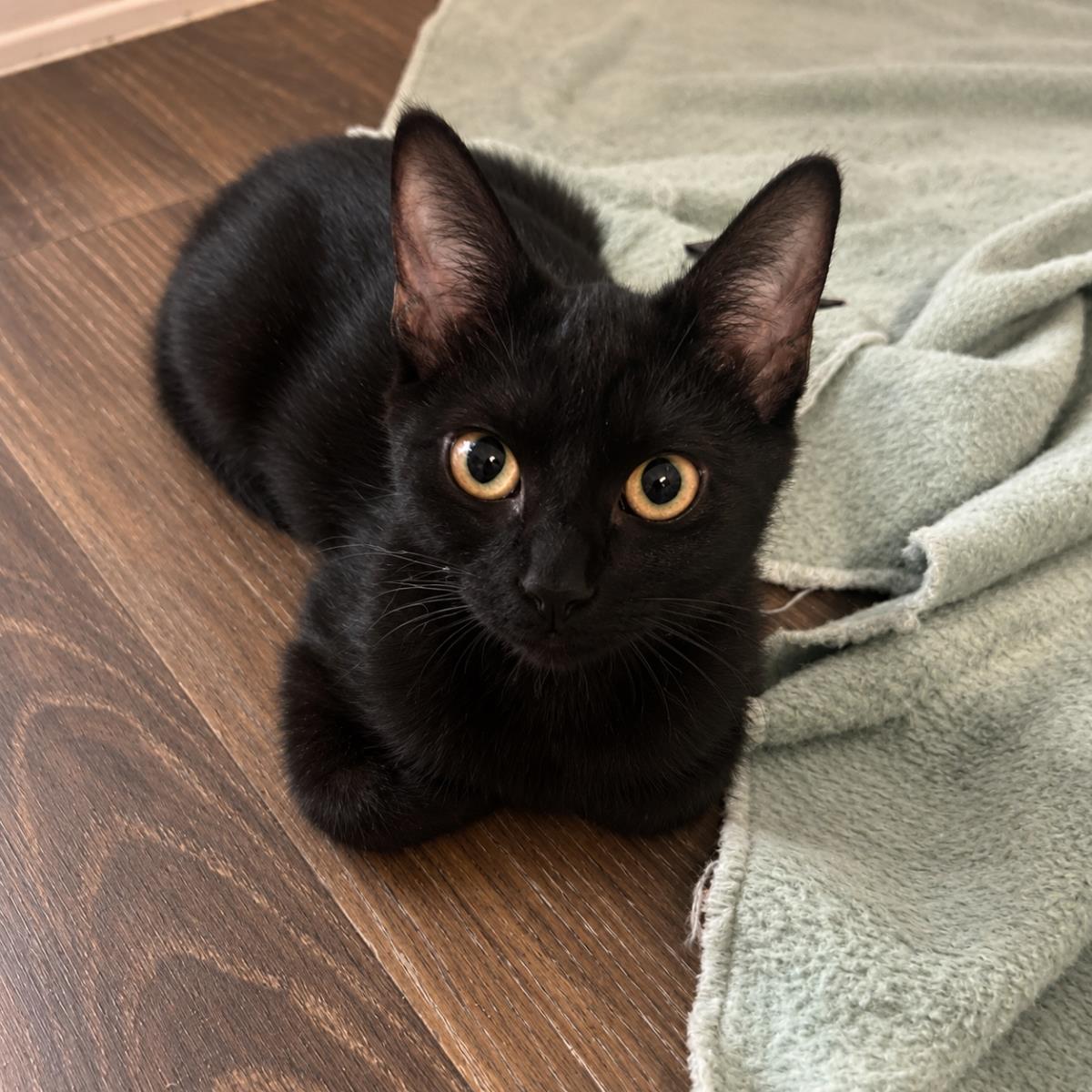 Photo of Midnight Moongleam