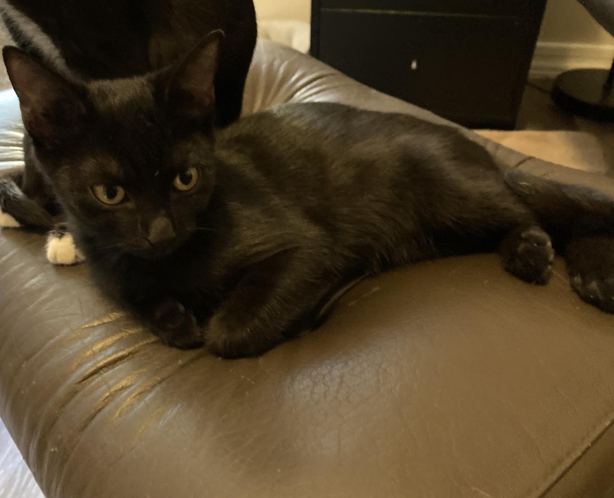 Photo of Midnight Moongleam