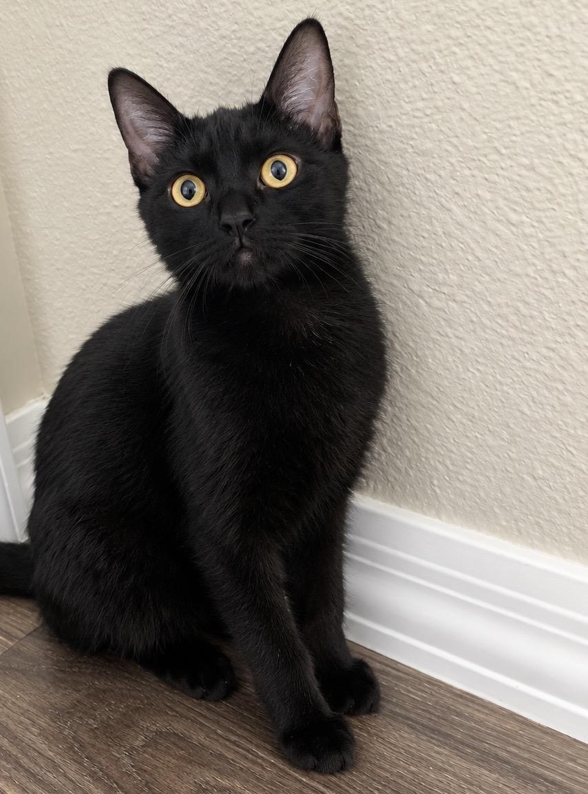 Photo of Midnight Moongleam