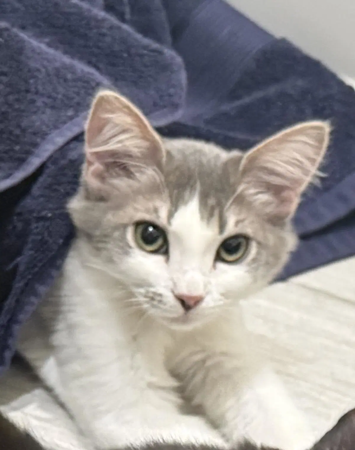 Whyskie Farm - Domestic Short Hair