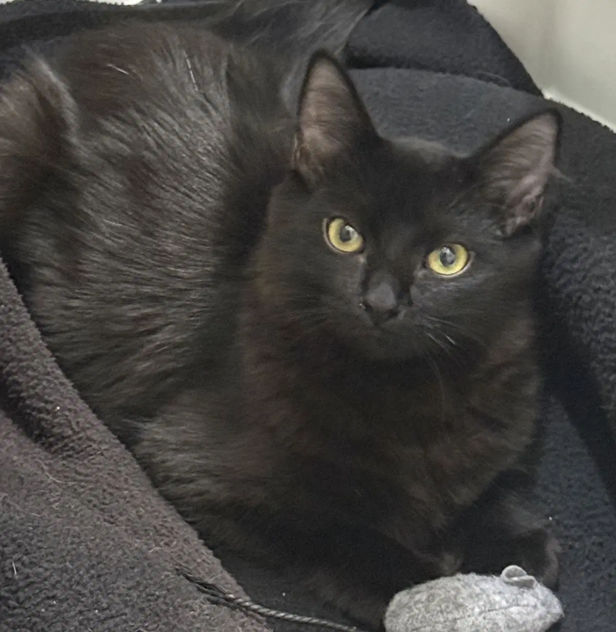 Martynie Farm - Domestic Long Hair