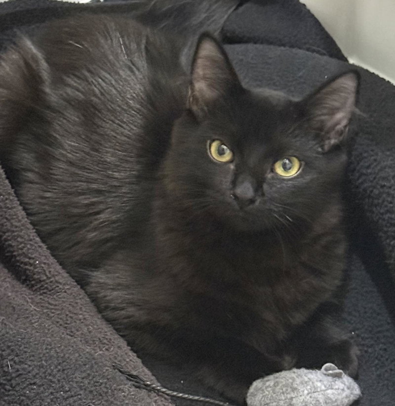 Martynie Farm, a young male cat up for adoption