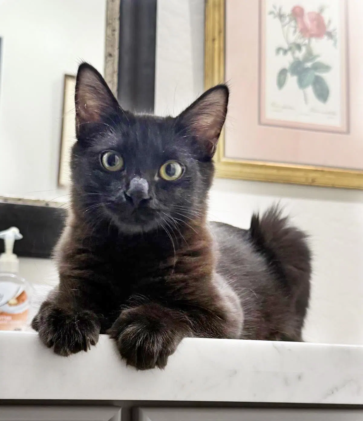 Martynie Farm - Domestic Long Hair
