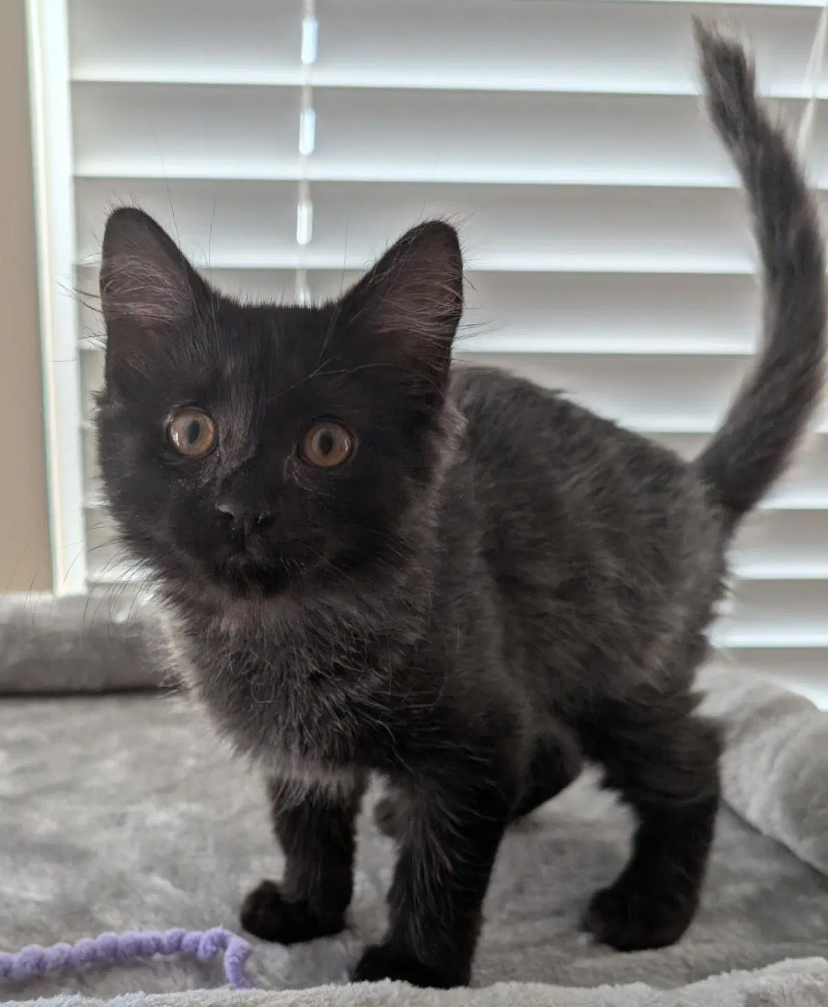 Wilbur Cutie Wright - Domestic Short Hair