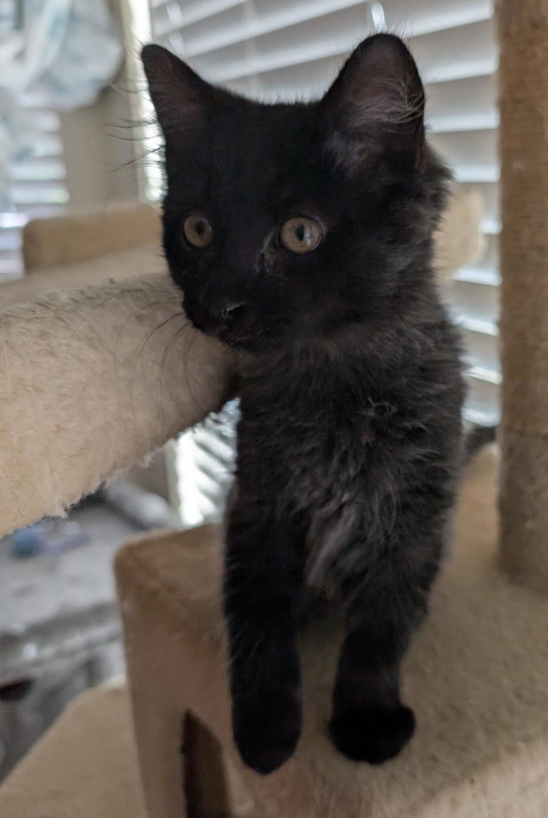 Wilbur Cutie Wright, photo 3