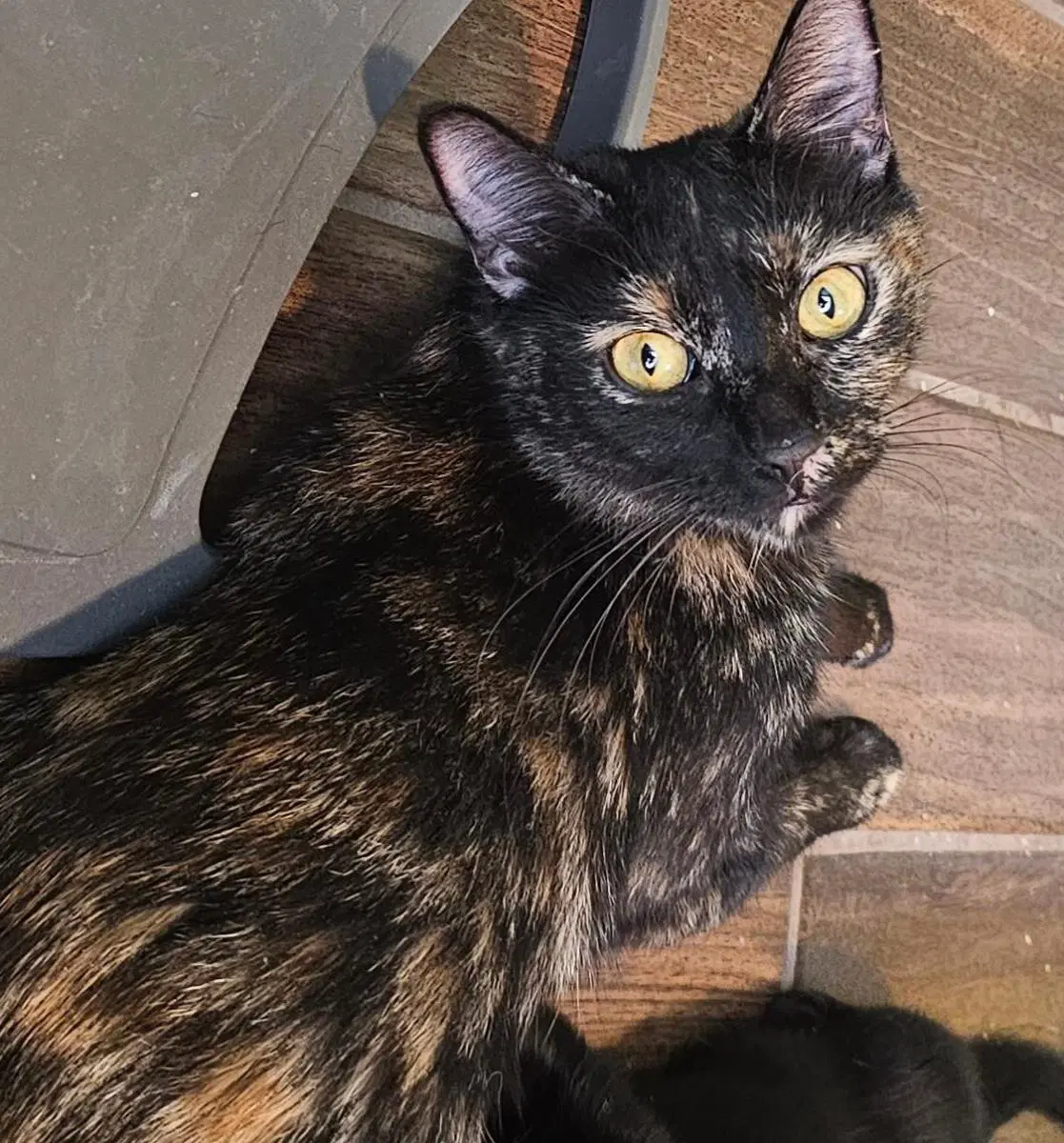 Shelby Vroom Vroom - Tortoiseshell