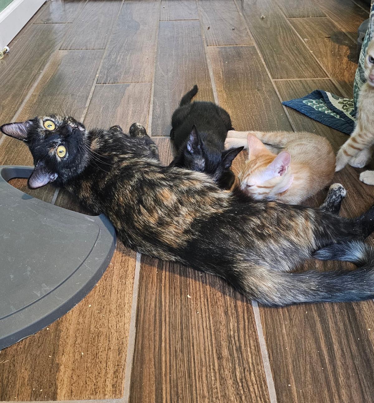 Photo of Shelby Vroom Vroom