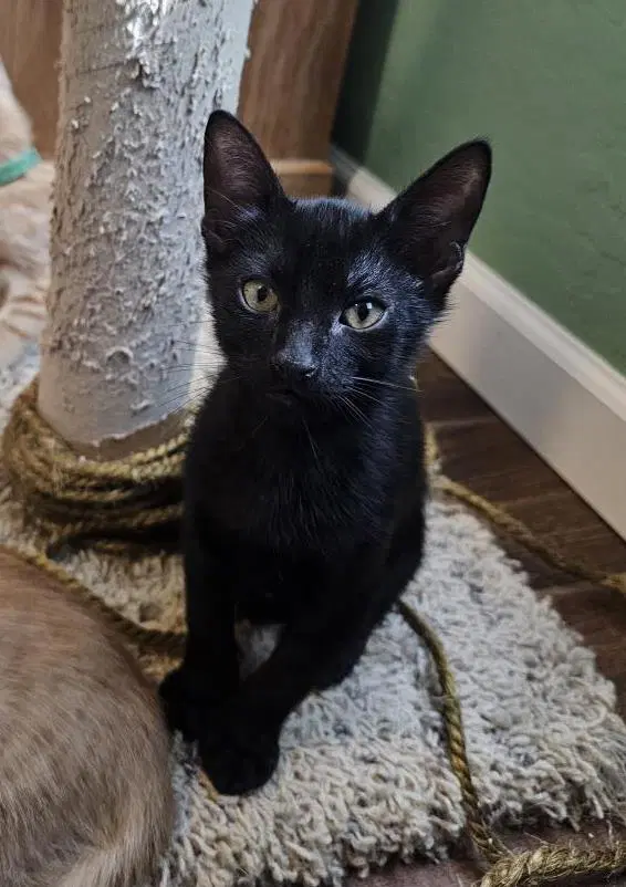 Royce Vroom Vroom - Domestic Short Hair