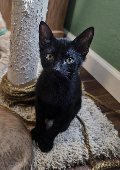 Royce Vroom Vroom, Domestic Short Hair / Mixed