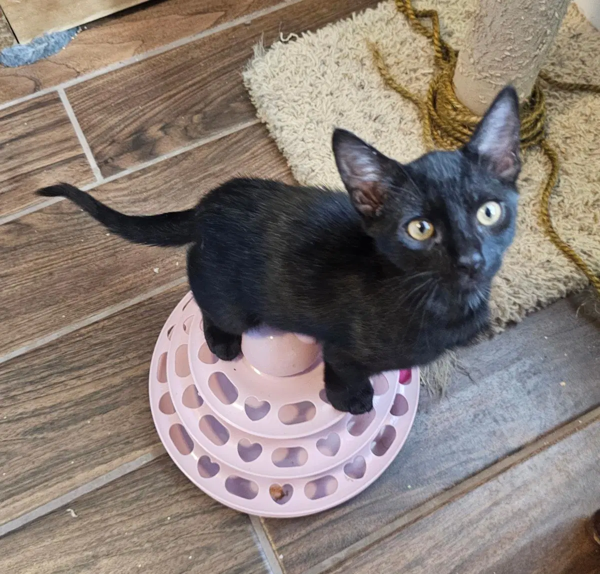 Coop Vroom Vroom - Domestic Short Hair