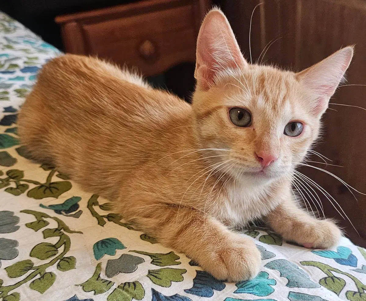 Dodge Vroom Vroom - Domestic Short Hair