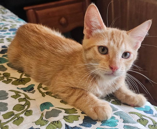 Dodge Vroom Vroom, Domestic Short Hair / Mixed