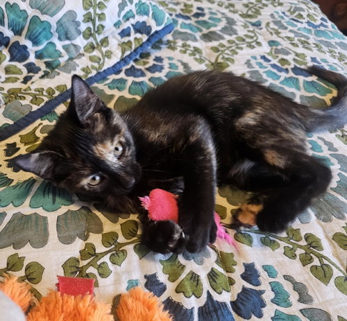 Kia Vroom Vroom, Tortoiseshell / Mixed