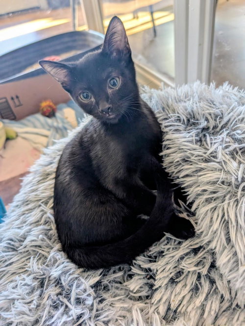 Leo Wolf, Domestic Short Hair / Mixed