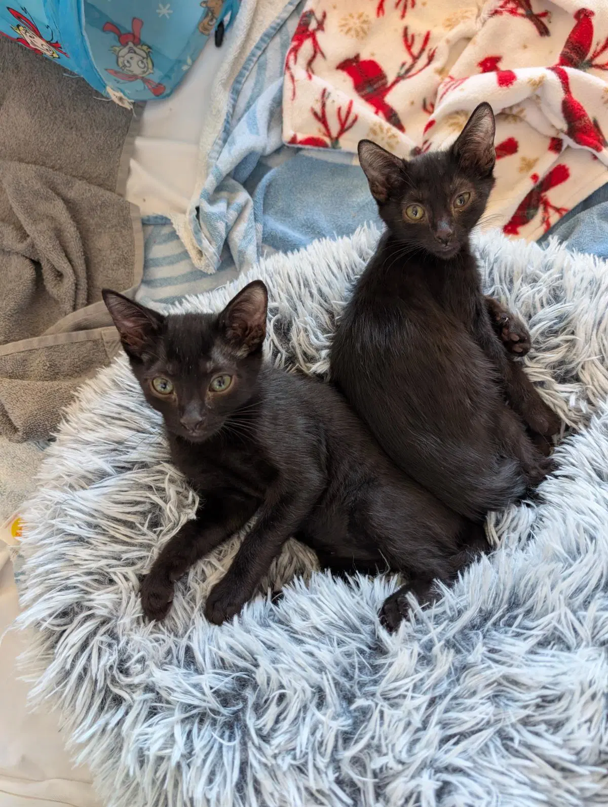 Angel Wolf - Domestic Short Hair