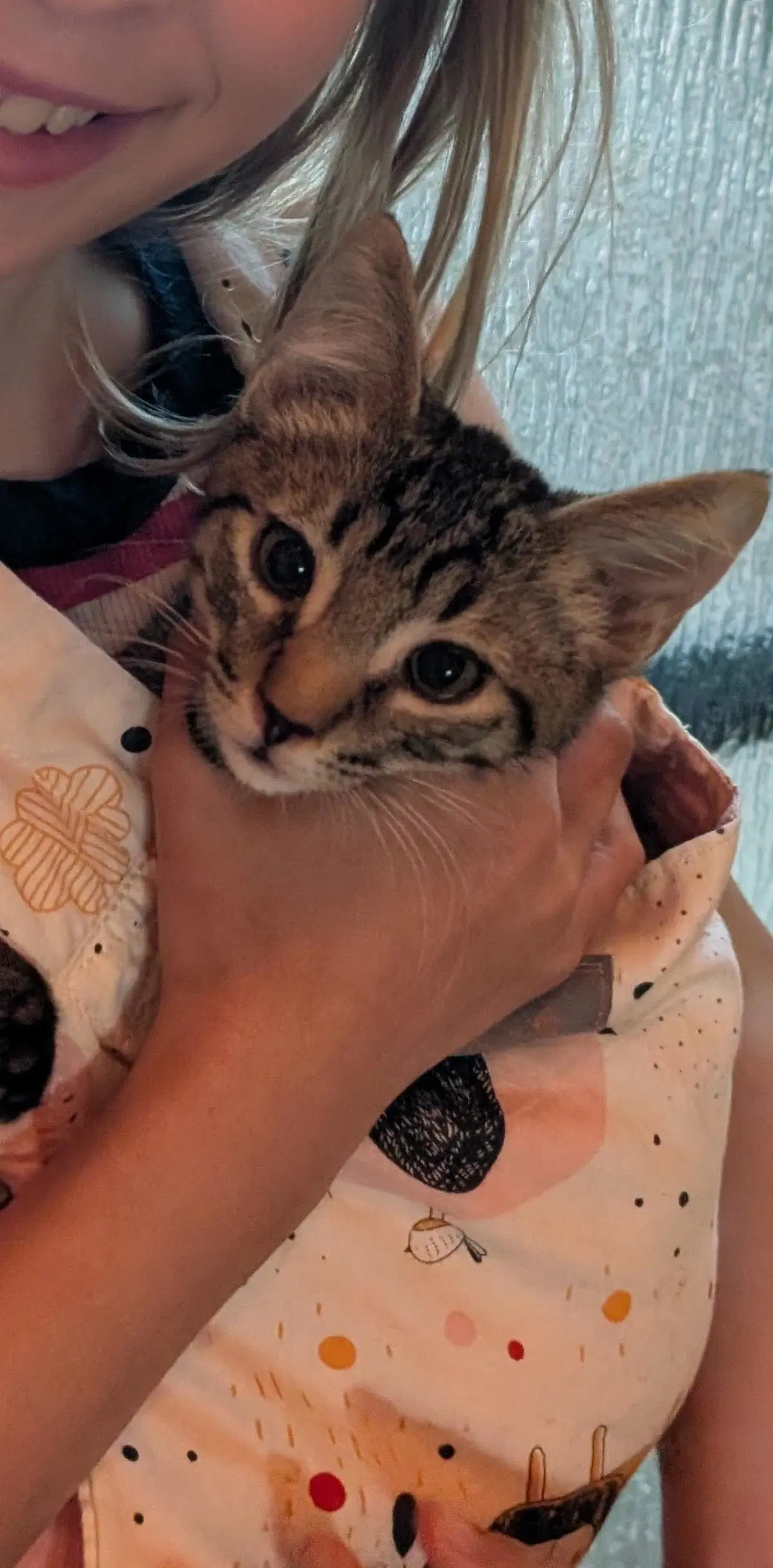 Bear Wolf - Domestic Short Hair
