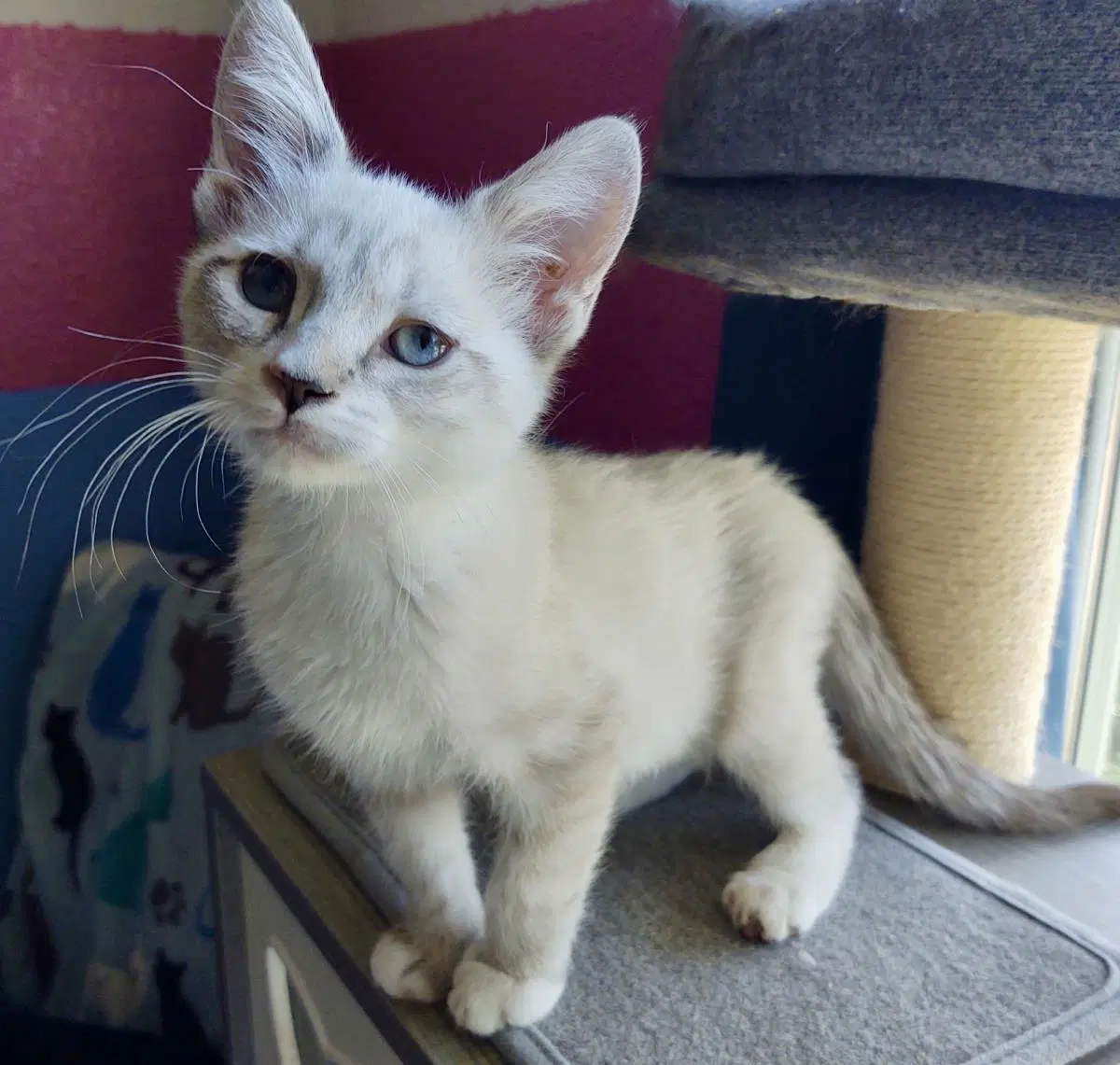 Dusty Vonwhiskers - Siamese