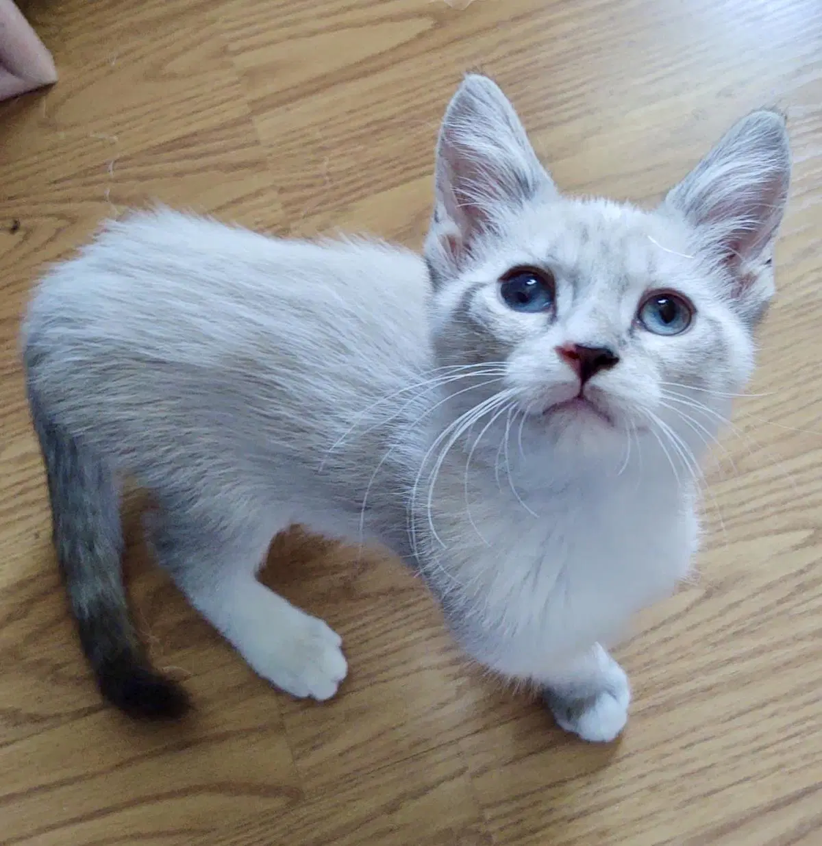 Dusty Vonwhiskers image 3