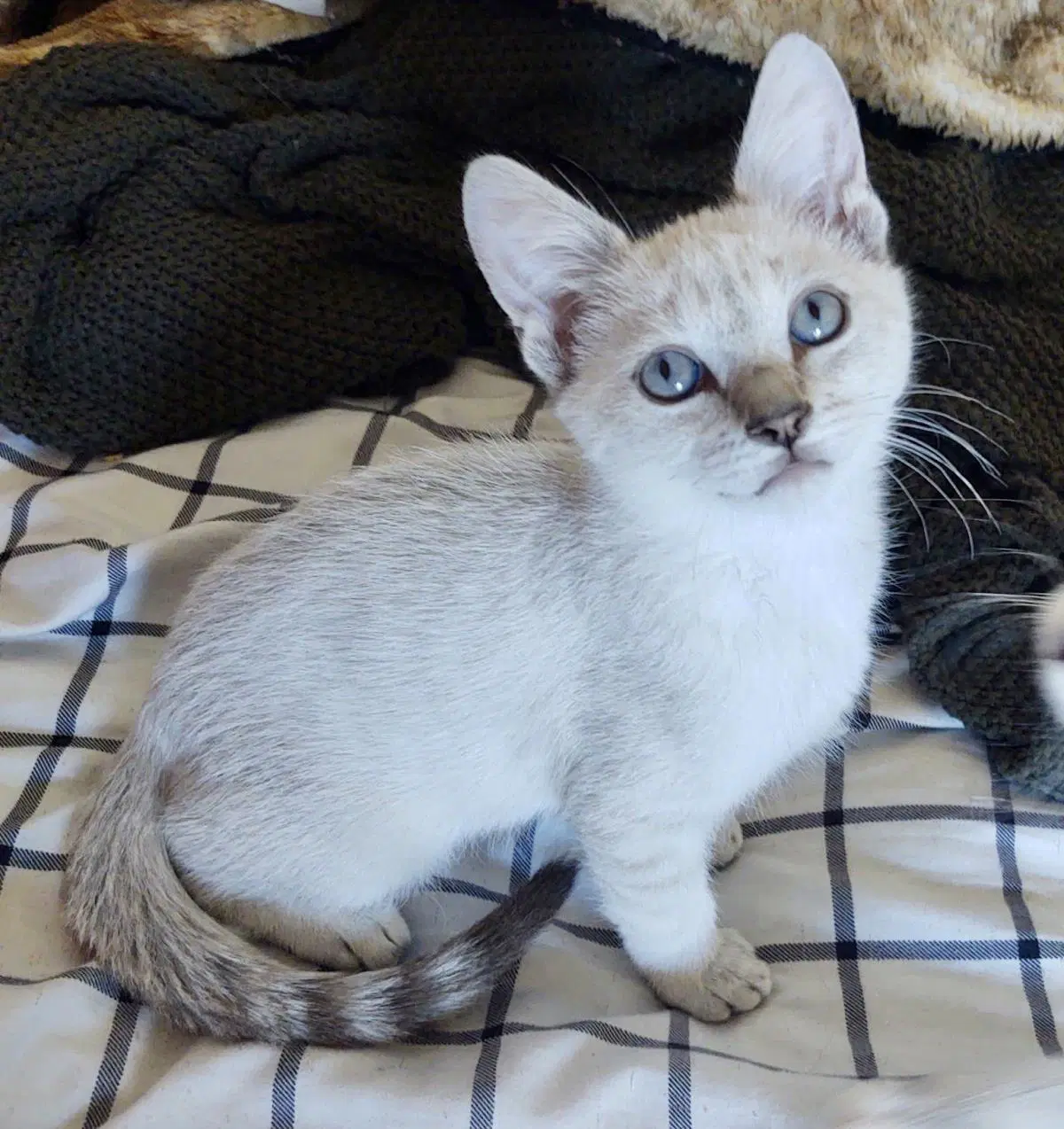 Bunny Vonwhiskers - Siamese