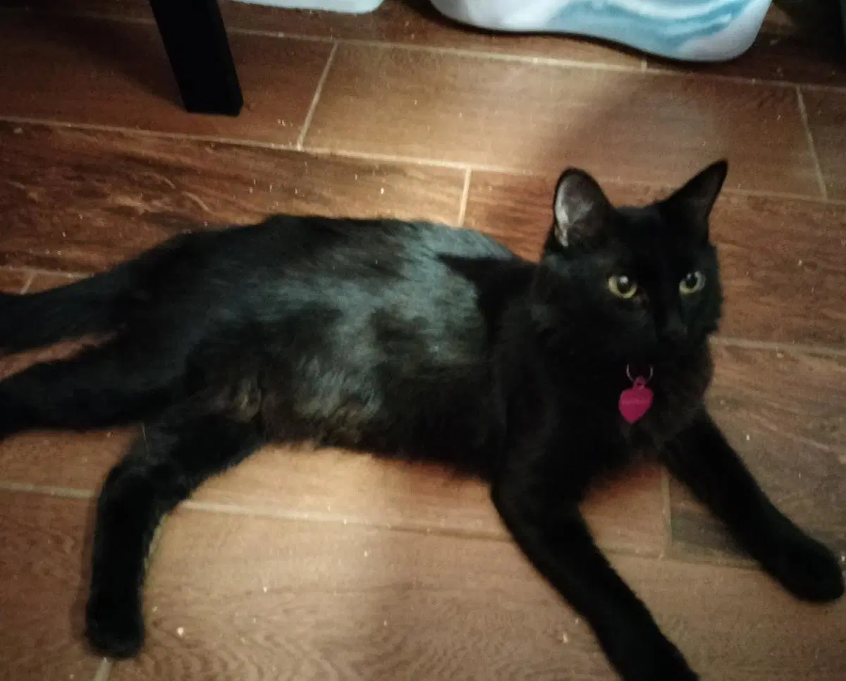 Cresent Viazi - Domestic Medium Hair