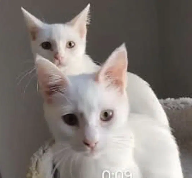 Lone Spaceballs Bonded To Vespa Spaceballs - Domestic Short Hair