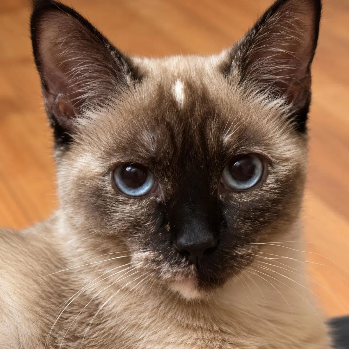 Serendipity Leister - Domestic Short Hair