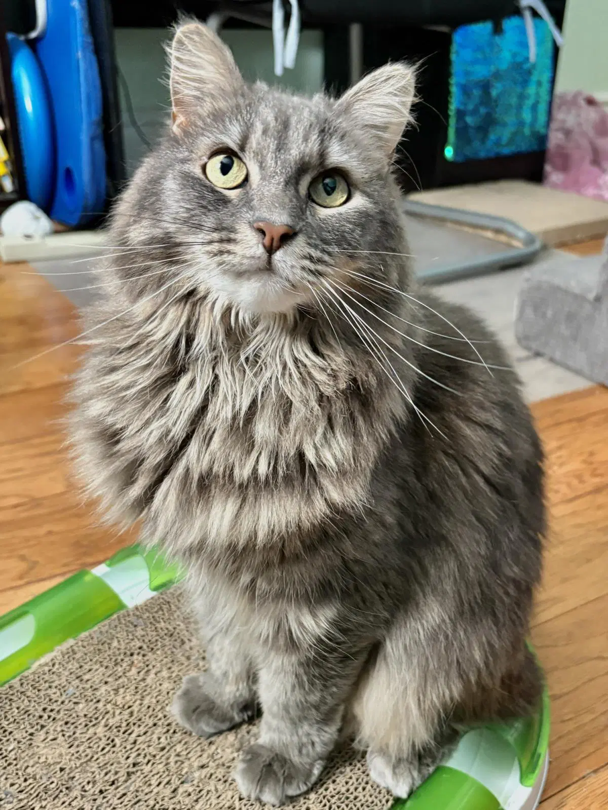 Everly Evermeow - Domestic Long Hair